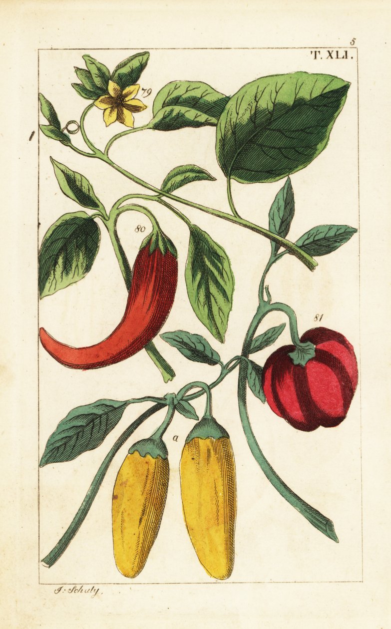 Gul og rød chilipepper, Capsicum annuum. av Unbekannter Künstler