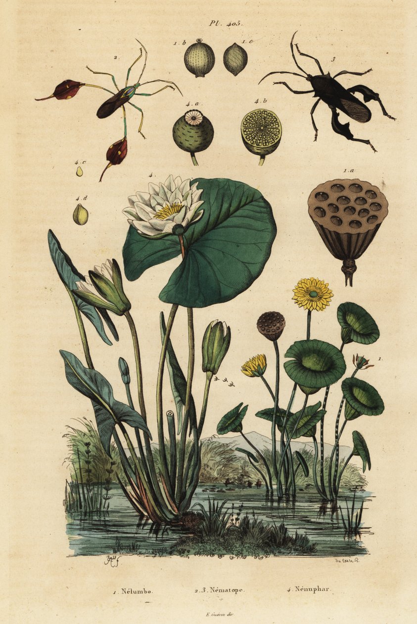 Gul lotus, Nelumbo lutea 1, bladfotkryp, Anisoscelis foliaceus 2 og Anoplocnemis curvipes 3, og hvit vannlilje, Nymphaea alba 4 av Unbekannt