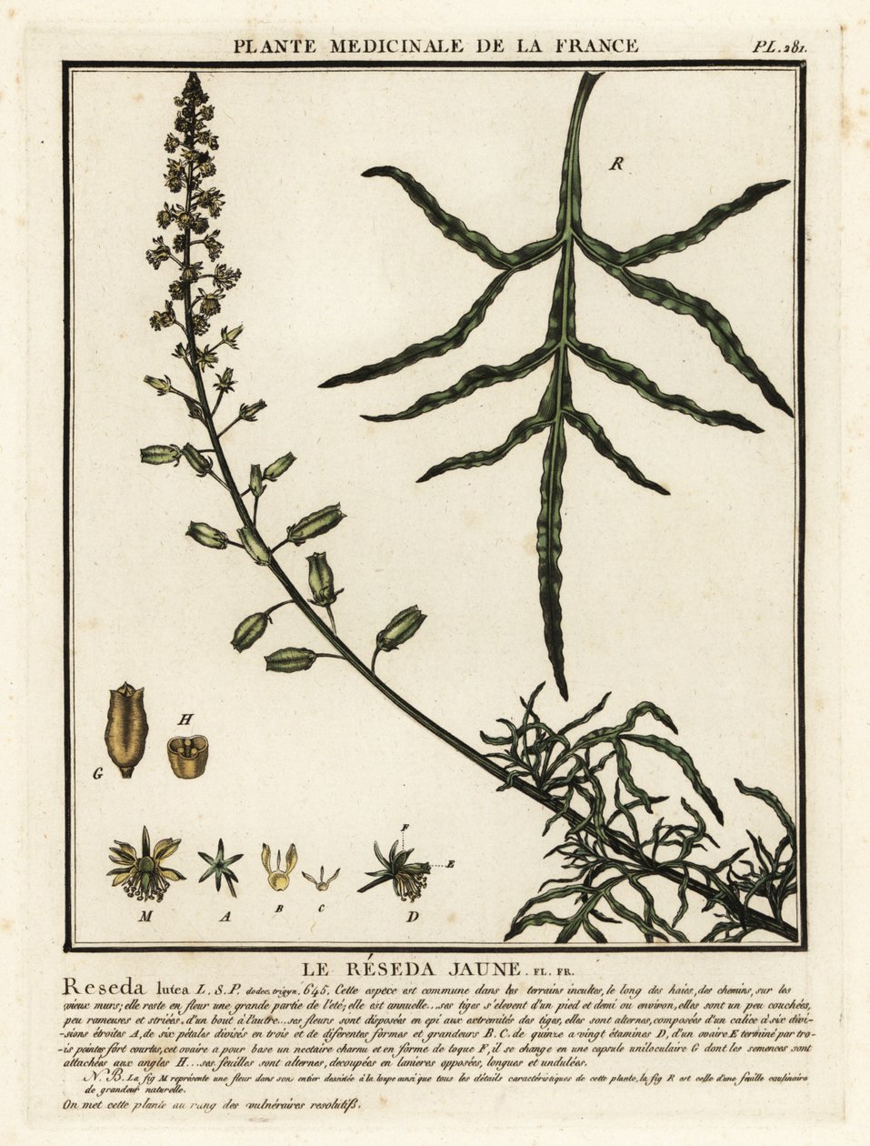 Gul mignonette, Reseda lutea. av Unbekannter Künstler
