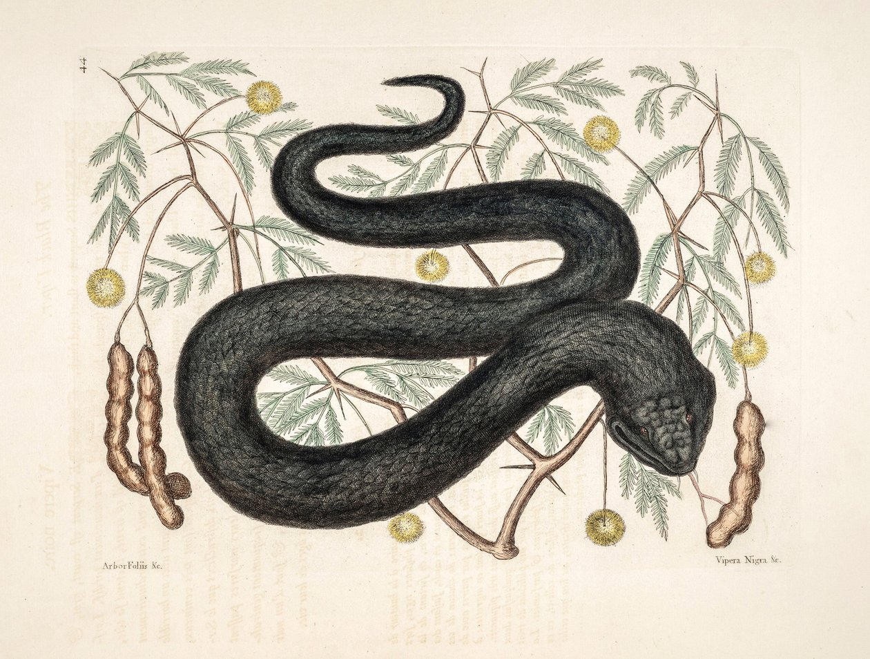 Zoo Illustrasjon/Vipera nigra/Black Viper av Unbekannter Künstler