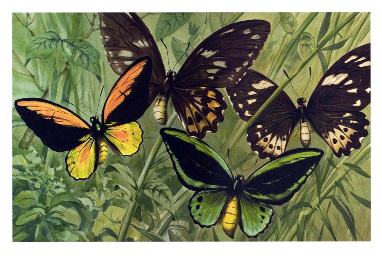 Zoologisk kart: Sommerfugl Cresus (Ornithoptera croesus), hann og hunn av Unbekannter Künstler