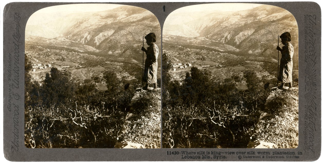 En silkeormplantasje i Libanon-fjellene, Syria, 1900-tallet. av Underwood and Underwood