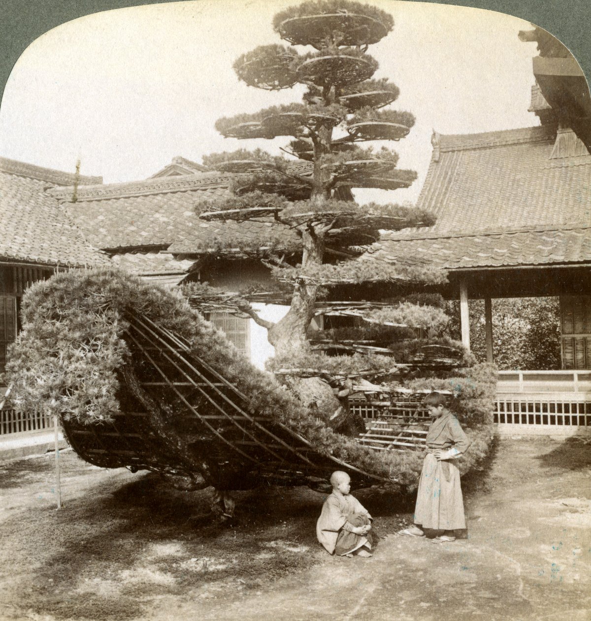 En enkelt furu trent i form av en båt, Kinkaku-ji kloster, Kyoto, Japan, 1904 av Underwood and Underwood
