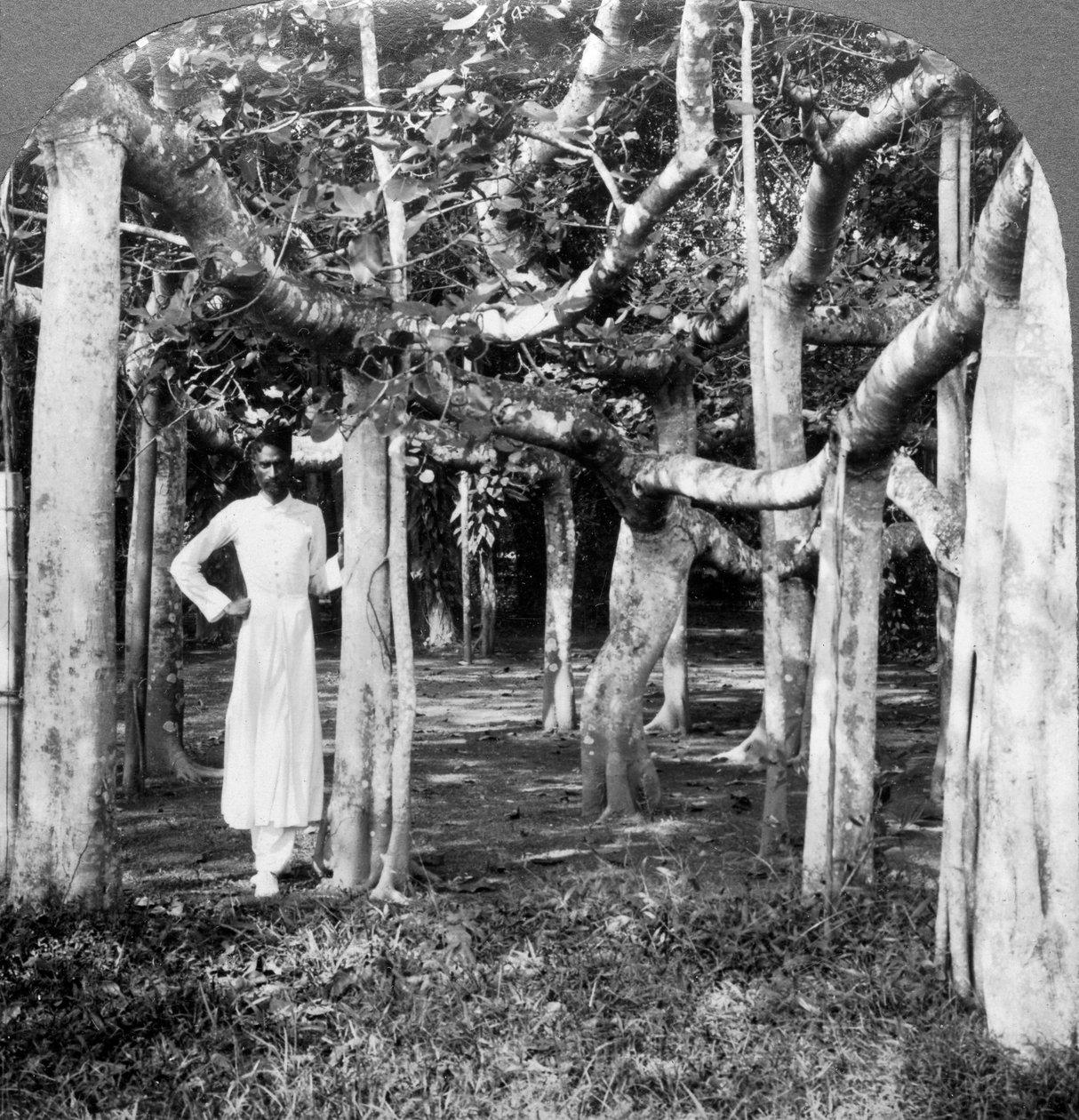 Blant røttene til et banyantre, Calcutta, India, 1900-tallet. av Underwood and Underwood