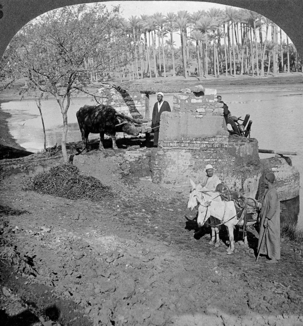 En egyptisk sakieh, eller oksedrevet bøttepumpe, Egypt, 1905. av Underwood and Underwood