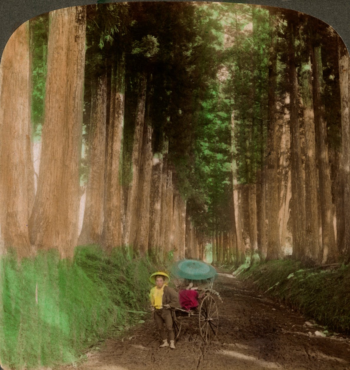 En allé med cryptomeria-sedertrær, Nikko, Japan, 1896. av Underwood and Underwood