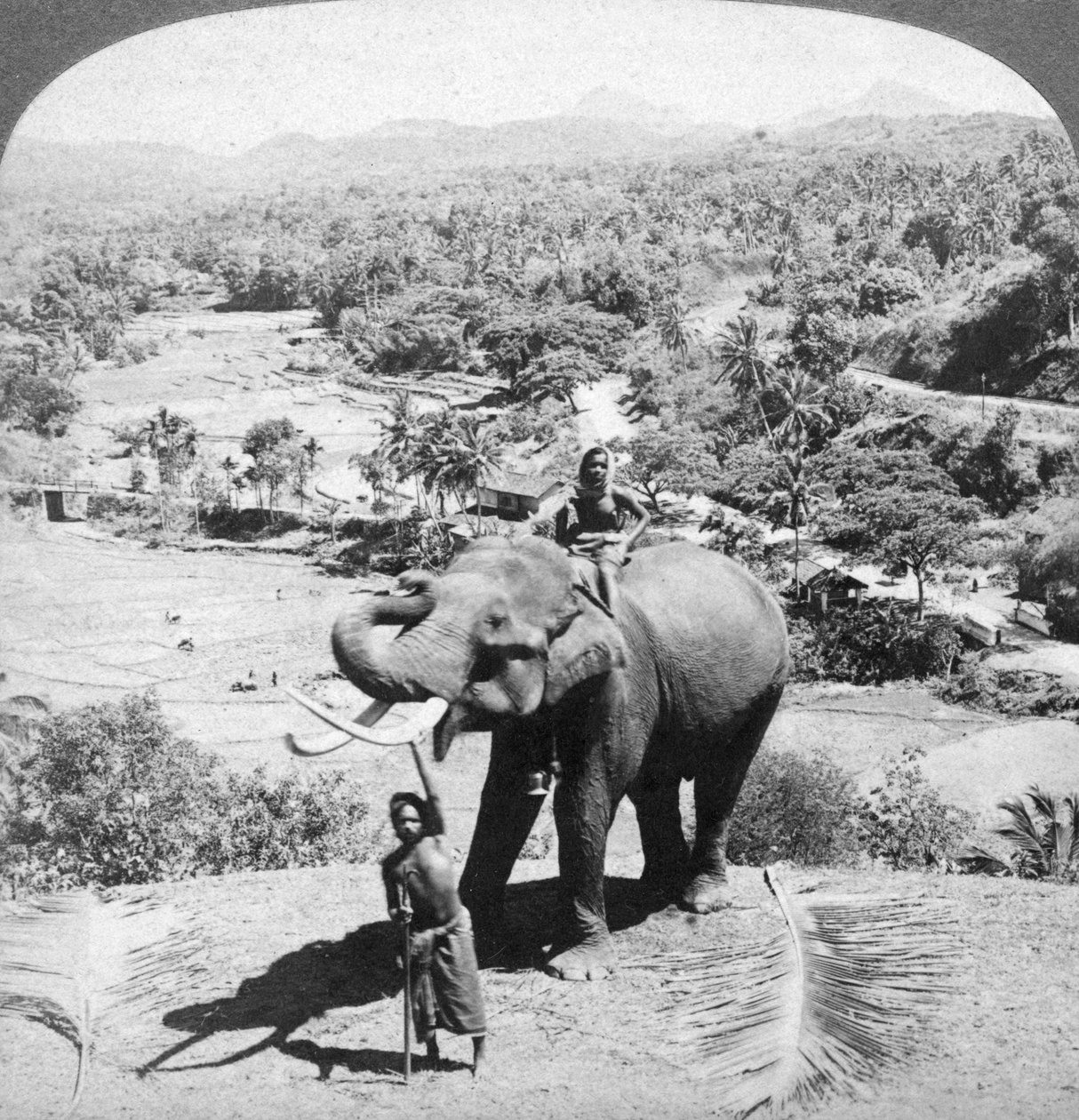 En elefant og dens vokter, Sri Lanka, 1902. av Underwood and Underwood