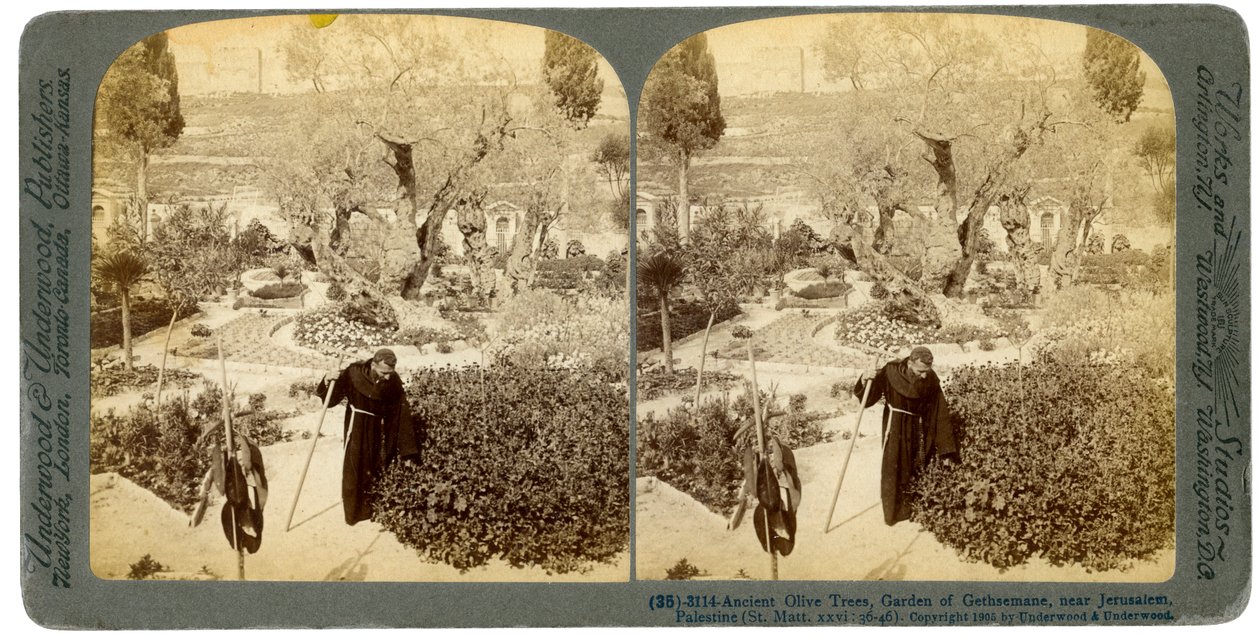 Gamle oliventrær i Getsemane-hagen, nær Jerusalem, Palestina, 1905. av Underwood and Underwood