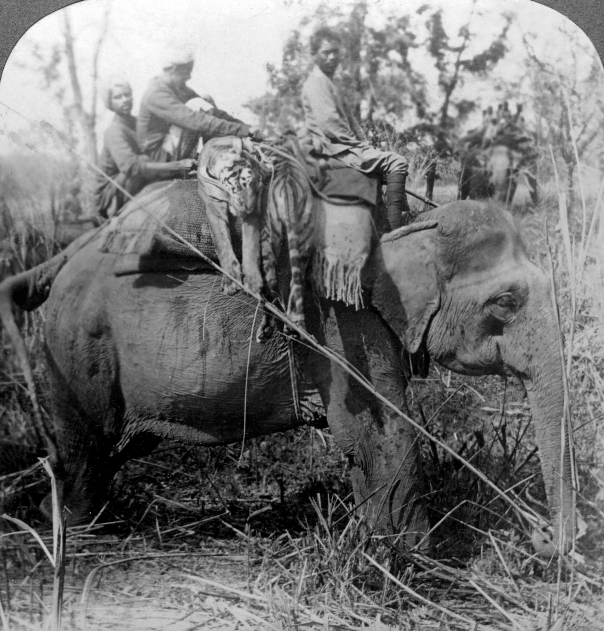Bærer døde tigre tilbake til leiren, Behar ungle, India, ca 1900-tallet. av Underwood and Underwood
