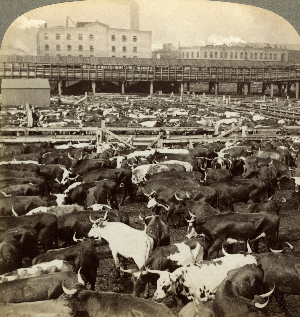 Storfe, Great Union Stock Yards, Chicago, Illinois, USA. av Underwood and Underwood