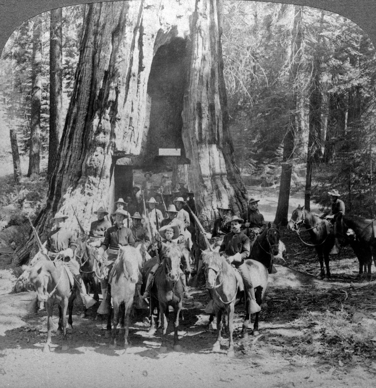 Kavaleri passerer gjennom det store treet California, California, USA. av Underwood and Underwood