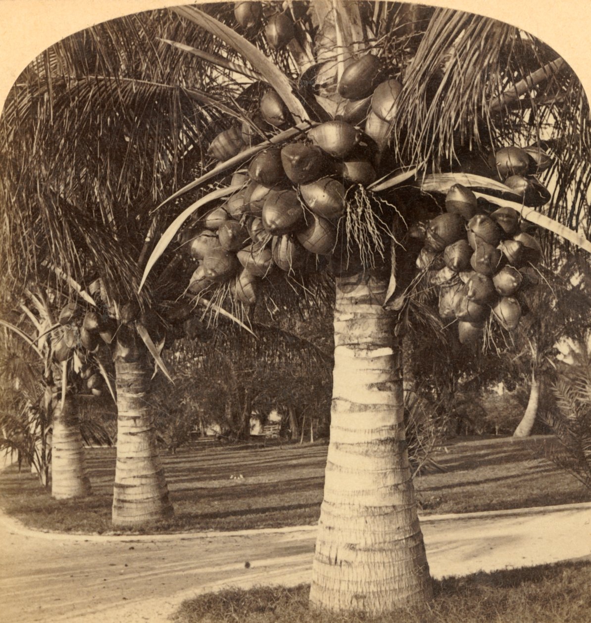 Kokosnøtttrær i den hvite sanden i Florida. USA, c1900. av Underwood and Underwood