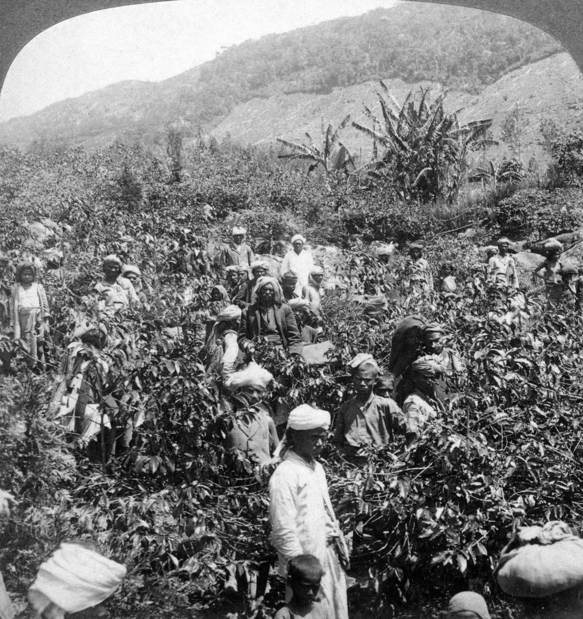 Kaffeplukking på Sir Thomas Liptons eiendom, Dambutenne, Sri Lanka, 1903. av Underwood and Underwood
