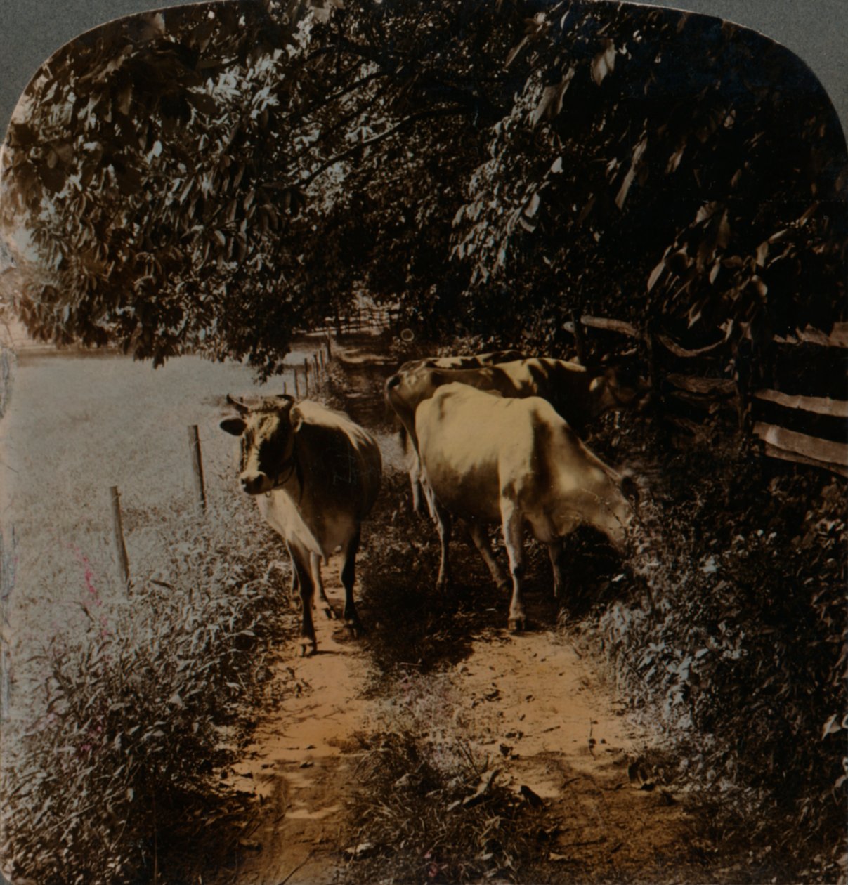 Kyr som kommer hjem opp banen ved melketid, c1900. Artister: Elmer Underwood, Bert Elias Underwood. av Underwood and Underwood