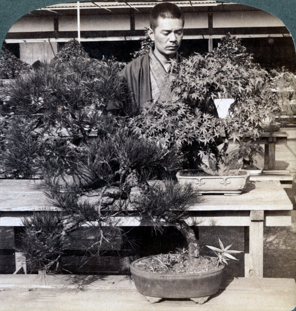 Dvergfuru og lønn i grev Okumas drivhus, Tokyo, Japan, 1904 av Underwood and Underwood