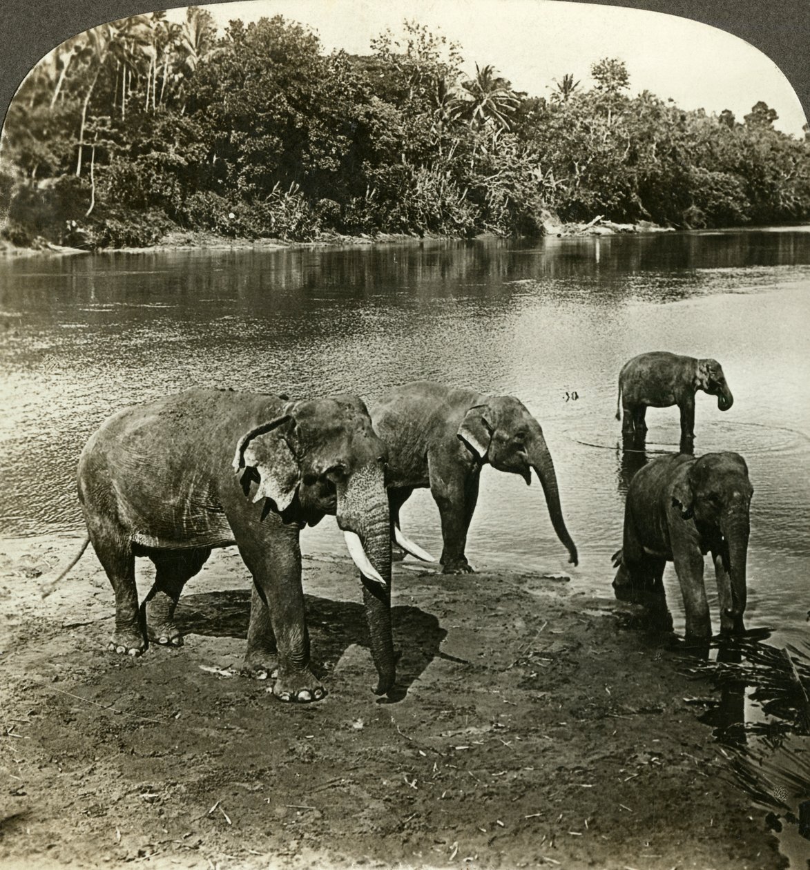 Elefanter, Sri Lanka Ceylon. av Underwood and Underwood