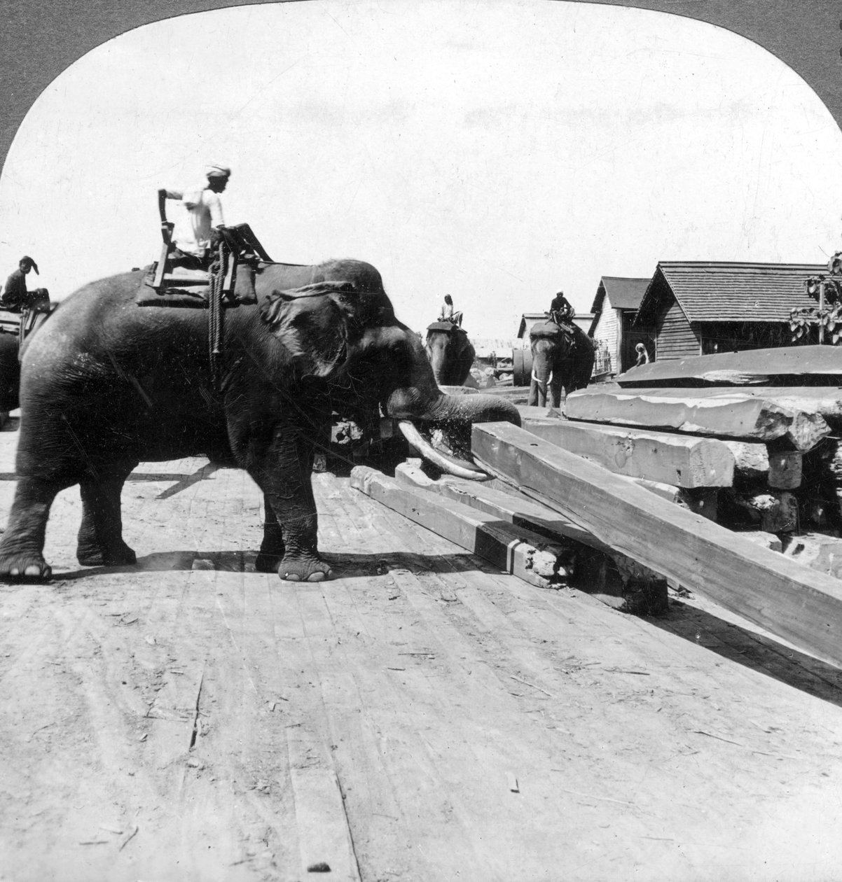 Elefanter som flytter tømmer, Rangoon, Burma Myanmar, 1900-tallet. av Underwood and Underwood