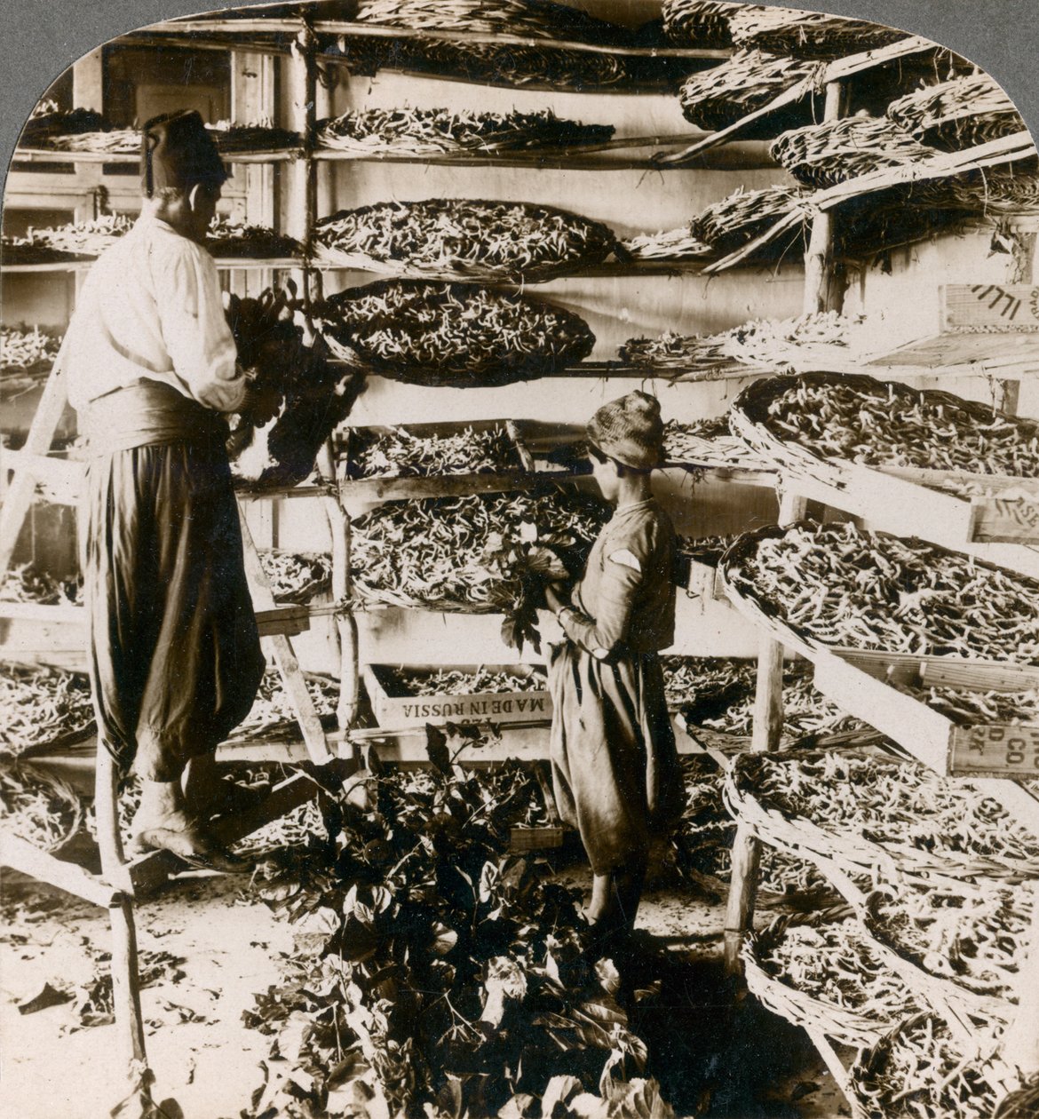 Mater silkeormer deres frokost med morbærblader, Libanon-fjellene, Syria, 1900-tallet. av Underwood and Underwood