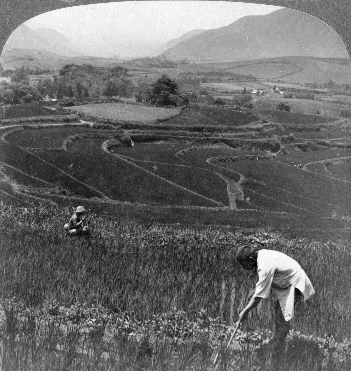 Fruktbare rismarker i det gamle krateret i Aso-San, Japan, 1904. av Underwood and Underwood
