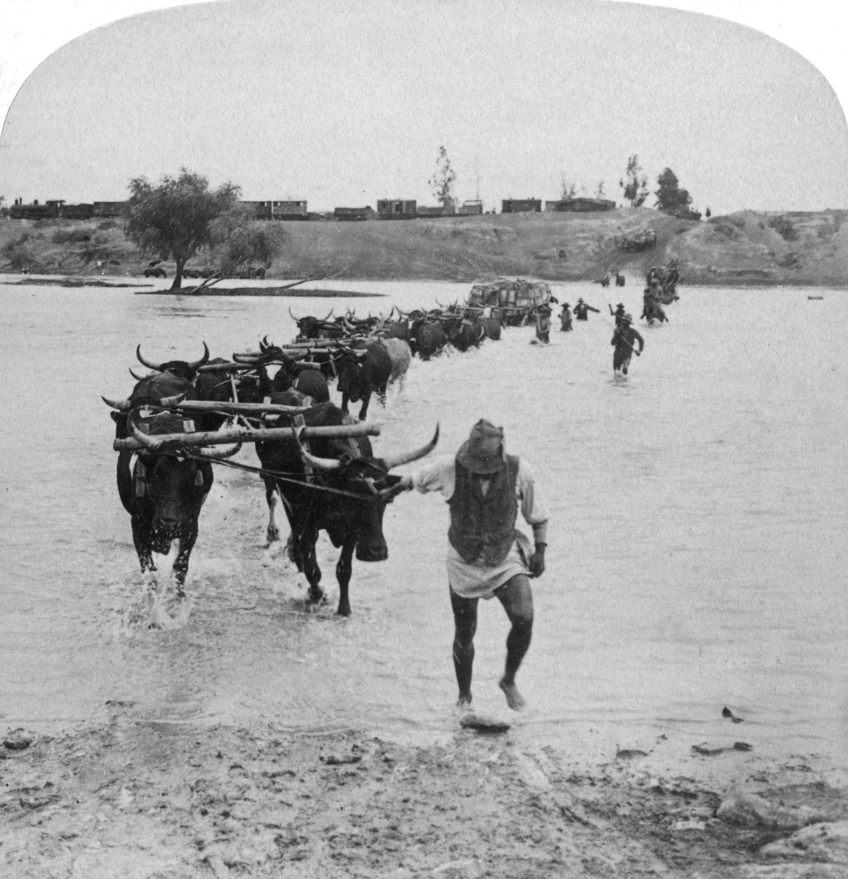 Fording the Modder River, Boer War, Sør-Afrika, 15. februar 1901. av Underwood and Underwood
