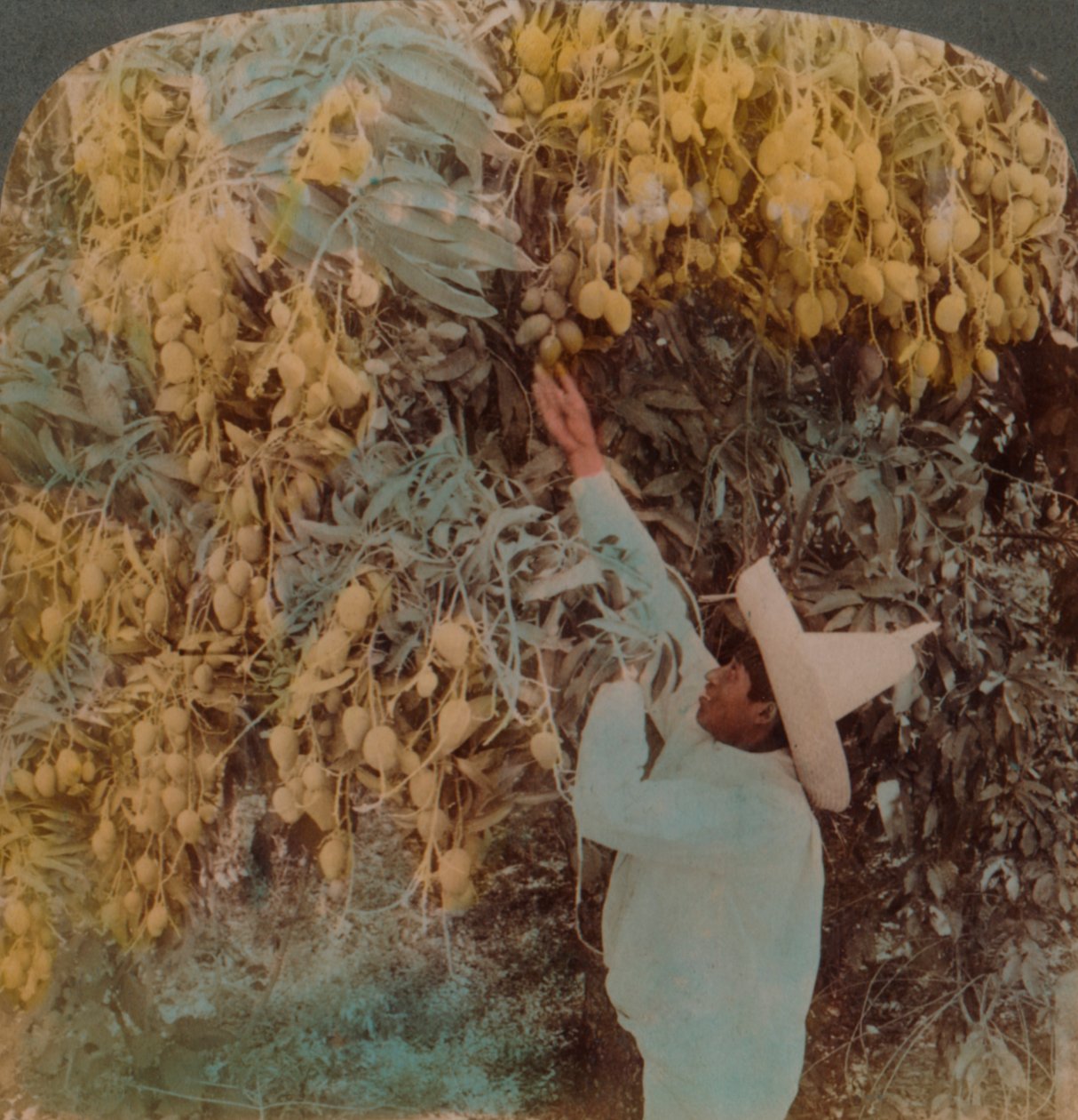 Samler saftig frukt fra et tungt lastet mangotre, Cuernavaca, Mexico, 1907. Artister: Elmer Underwood, Bert Elias Underwood. av Underwood and Underwood