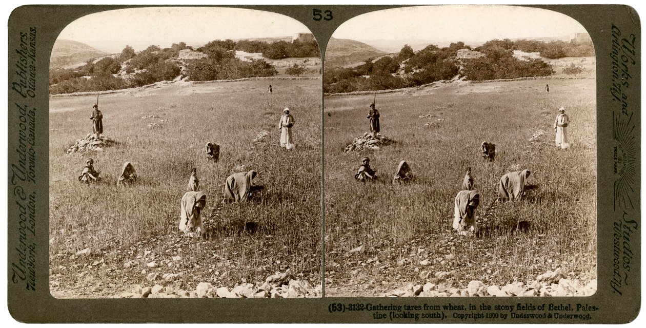 Å samle ugress fra hvete i de steinete åkrene i Bethel Baytin, Palestina, 1900. av Underwood and Underwood