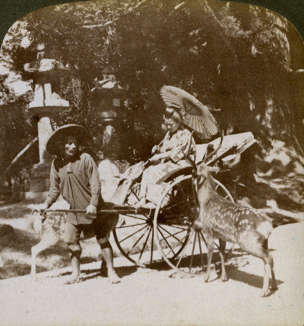 Jente mater hellig hjort på vei til bønner, eiendommen til Kasuga-tempelet, Nara, Japan, 1904 av Underwood and Underwood