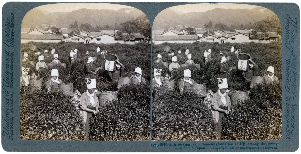 Jenter plukker te på den berømte plantasjen i Uji, Japan, 1904 av Underwood and Underwood