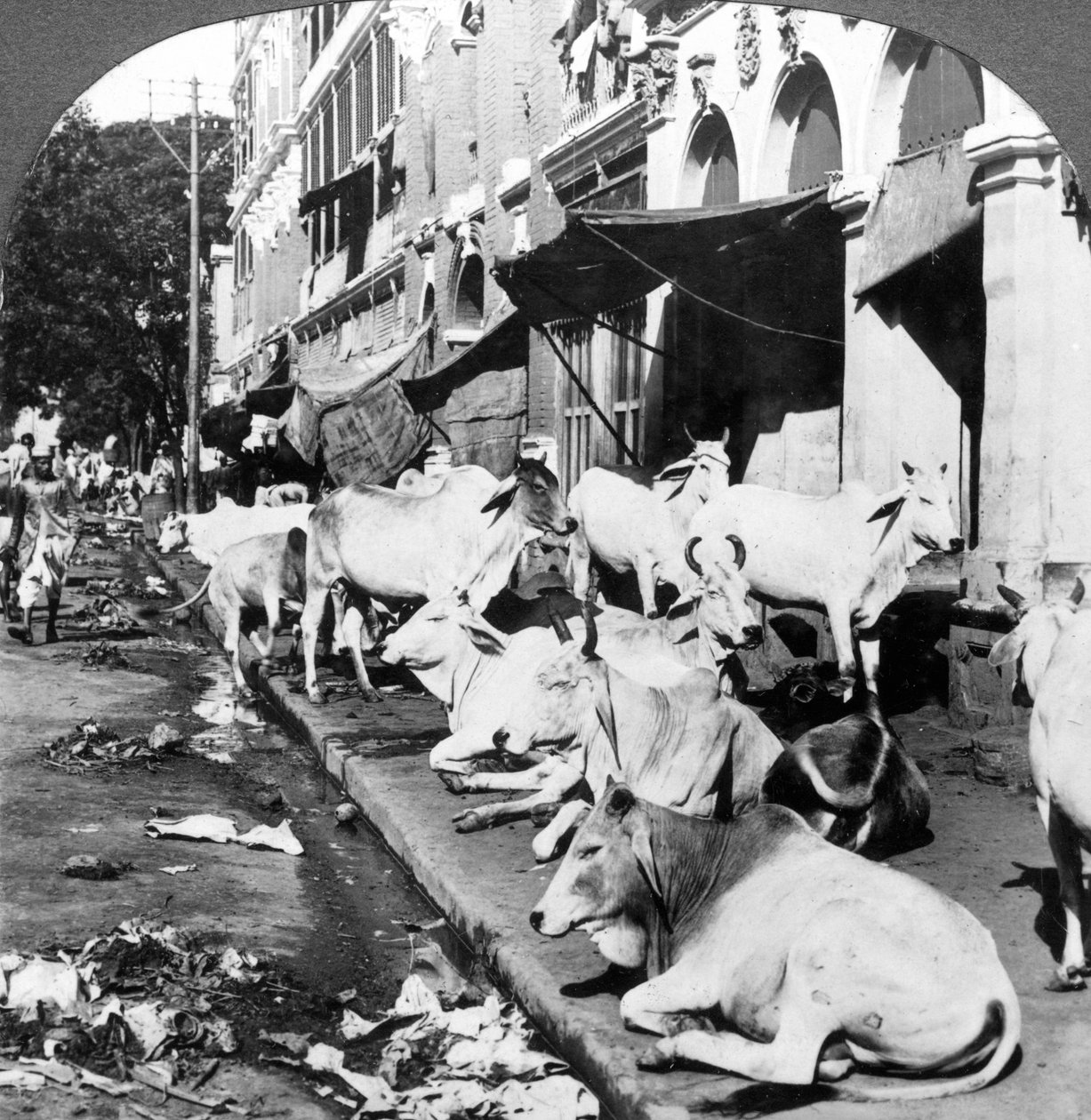 Hvordan hinduistiske kyr nyter livet på Harrison Street, Calcutta, India, 1900-tallet. av Underwood and Underwood