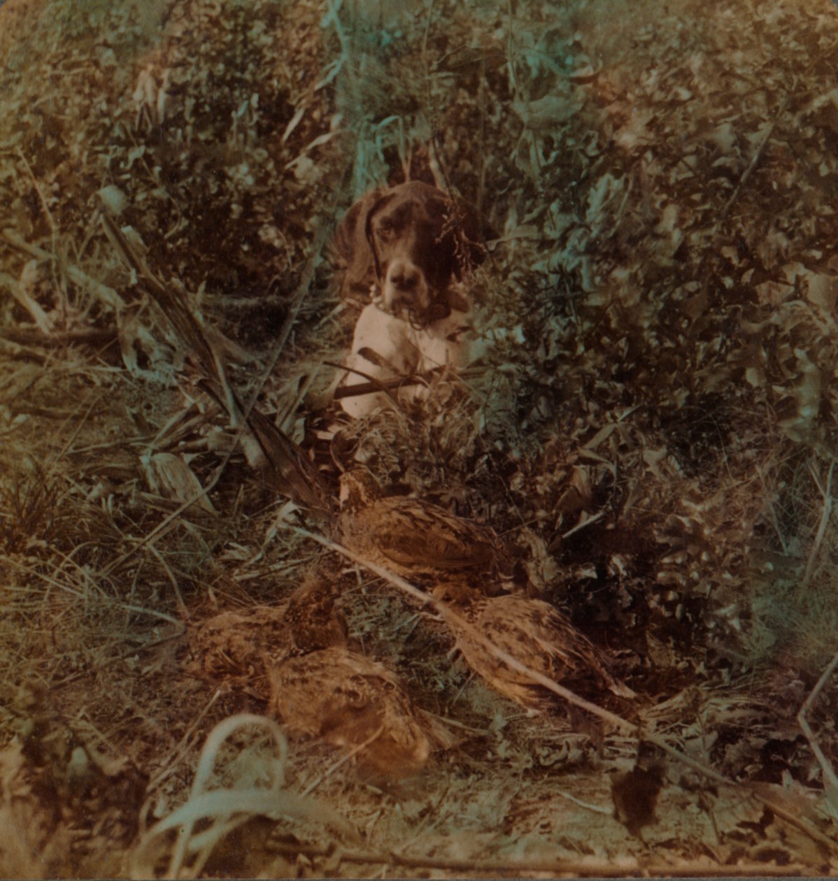 Jakt i det vestlige prærielandet, en bukt med vaktel og en peker - i maisstubb, 1903. Kunstnere: Elmer Underwood, Bert Elias Underwood. av Underwood and Underwood