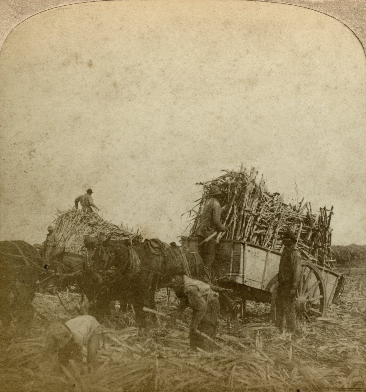 Laster stokk, sukkerplantasje, Louisiana, USA. av Underwood and Underwood