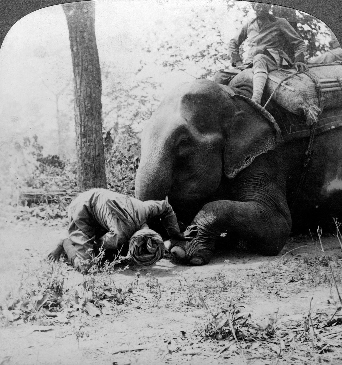 Mahout fjerner en torn fra en elefantfot, Behar tigerskudd, India, ca 1900-tallet. av Underwood and Underwood