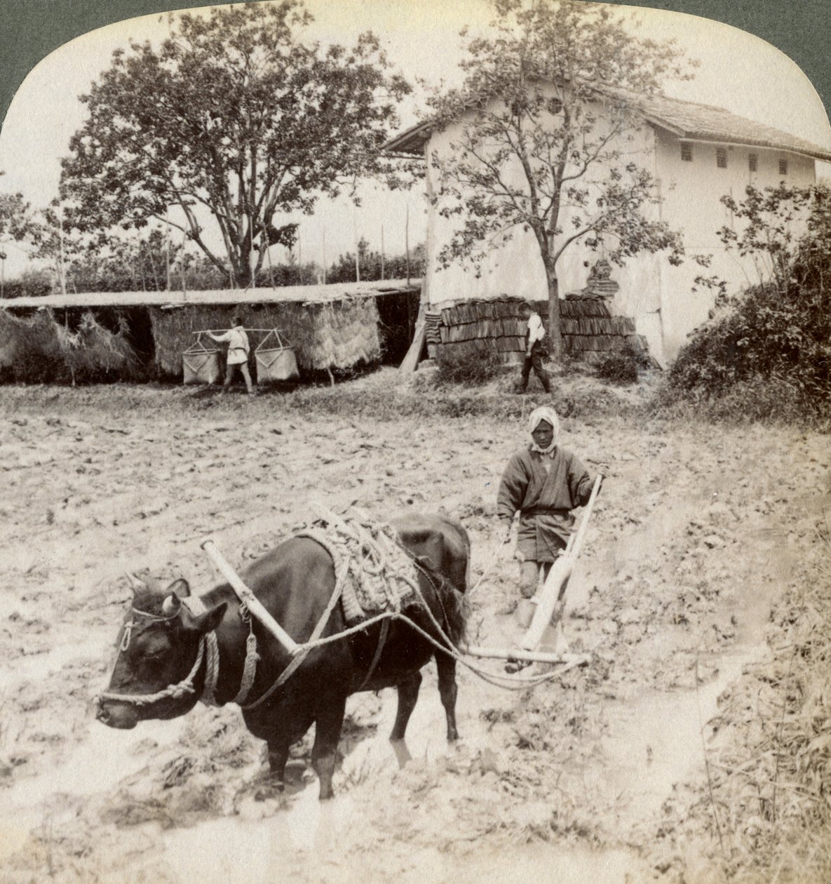 Pløying av oversvømt mark for risplanting, nord for hovedveien ved Uji, nær Kyoto, Japan, 1904. av Underwood and Underwood