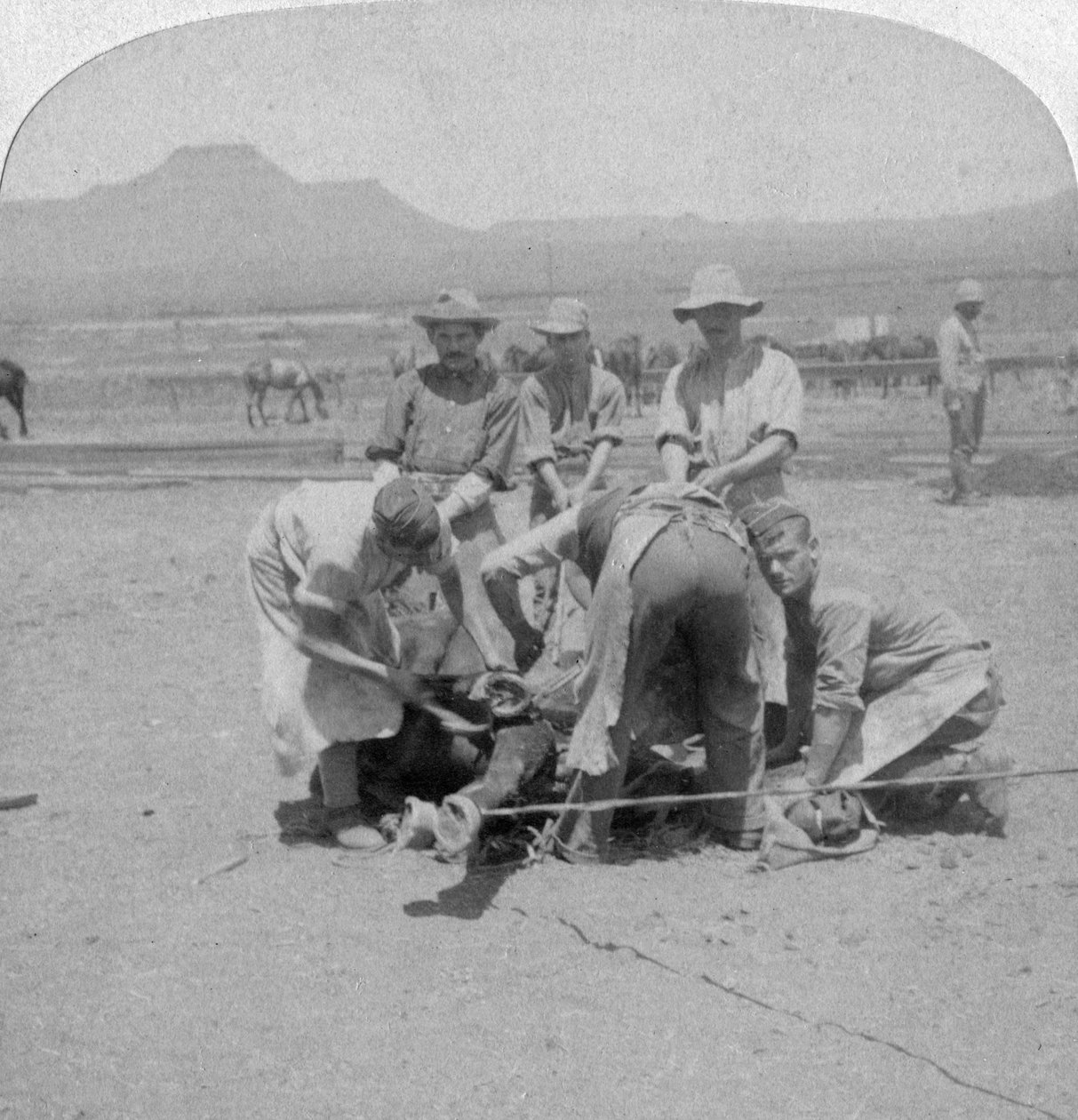 Skoing av hester ved Naauwpoort, Sør-Afrika, Boer War, 1900 av Underwood and Underwood