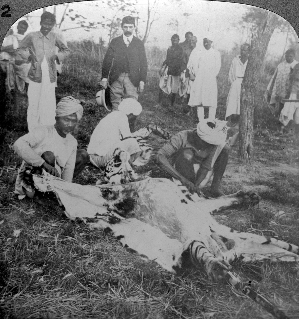 Å flå en død tiger, skudd av Maharajah fra Cooch Behar, India, ca 1900-tallet. av Underwood and Underwood