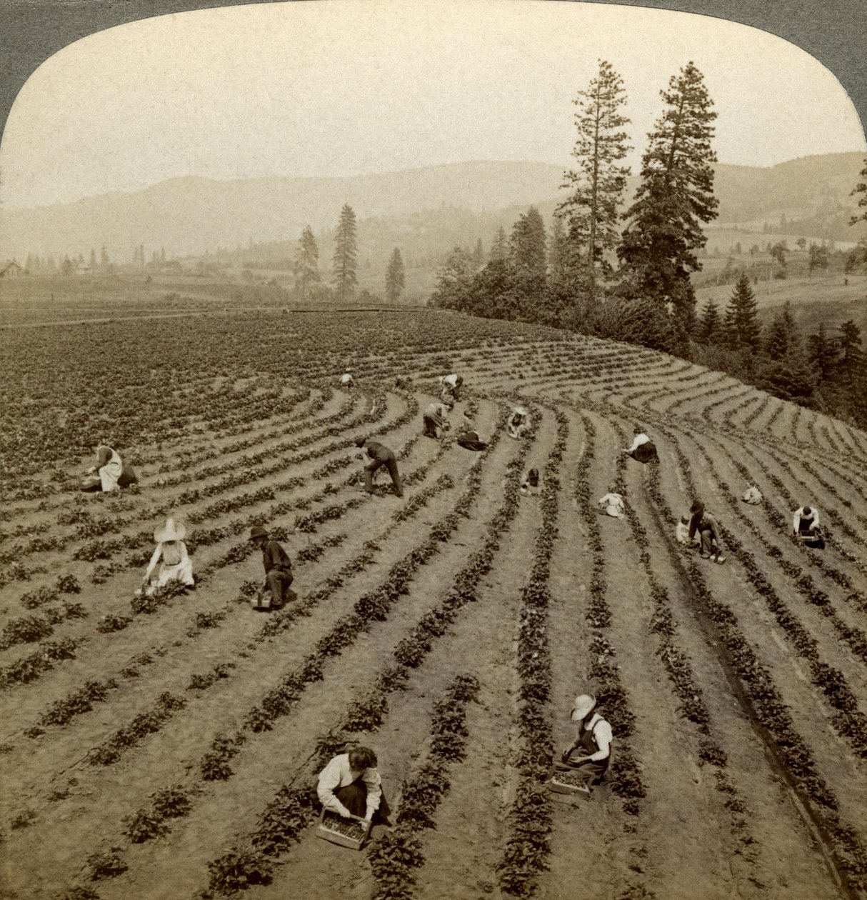 Jordbærplukking, Cedar Creek Farm, Hood River Valley, Oregon, USA. av Underwood and Underwood