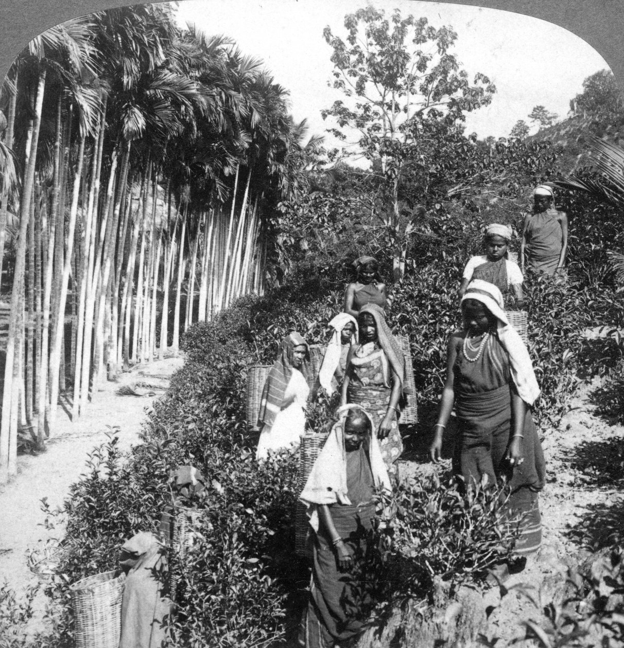 Tamilske kvinner plukker te på Sir Thomas Liptons eiendom, Polgahawela, Sri Lanka, 1903. av Underwood and Underwood
