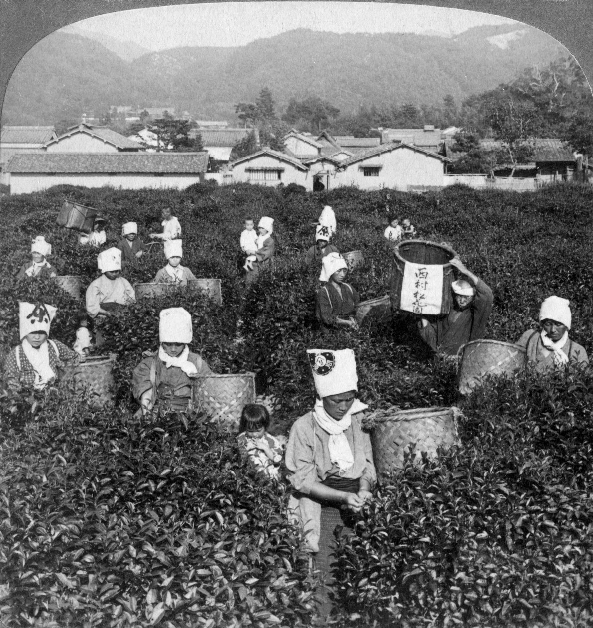 Teplukking i Uji, Japan, 1904. av Underwood and Underwood