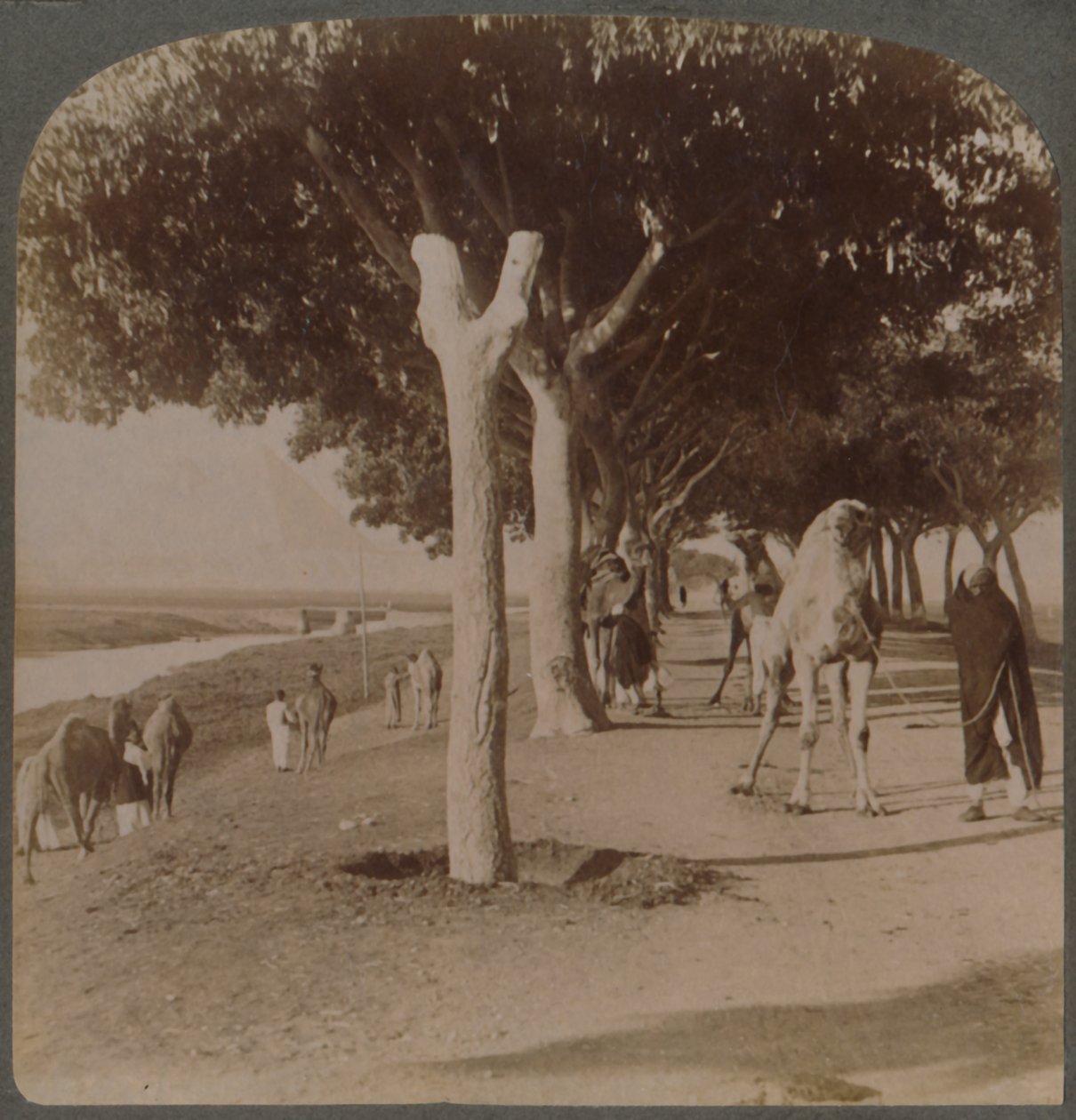 Veien til pyramidene, Egypt, 1896. av Underwood and Underwood