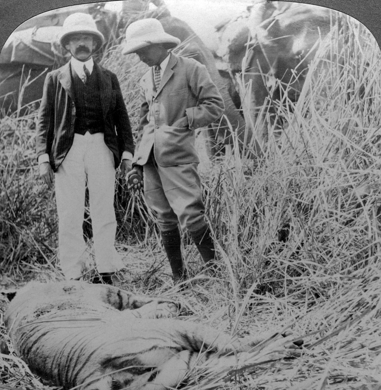 The Dead Maneater, Behar-jungelen, India, ca 1900-tallet. av Underwood and Underwood