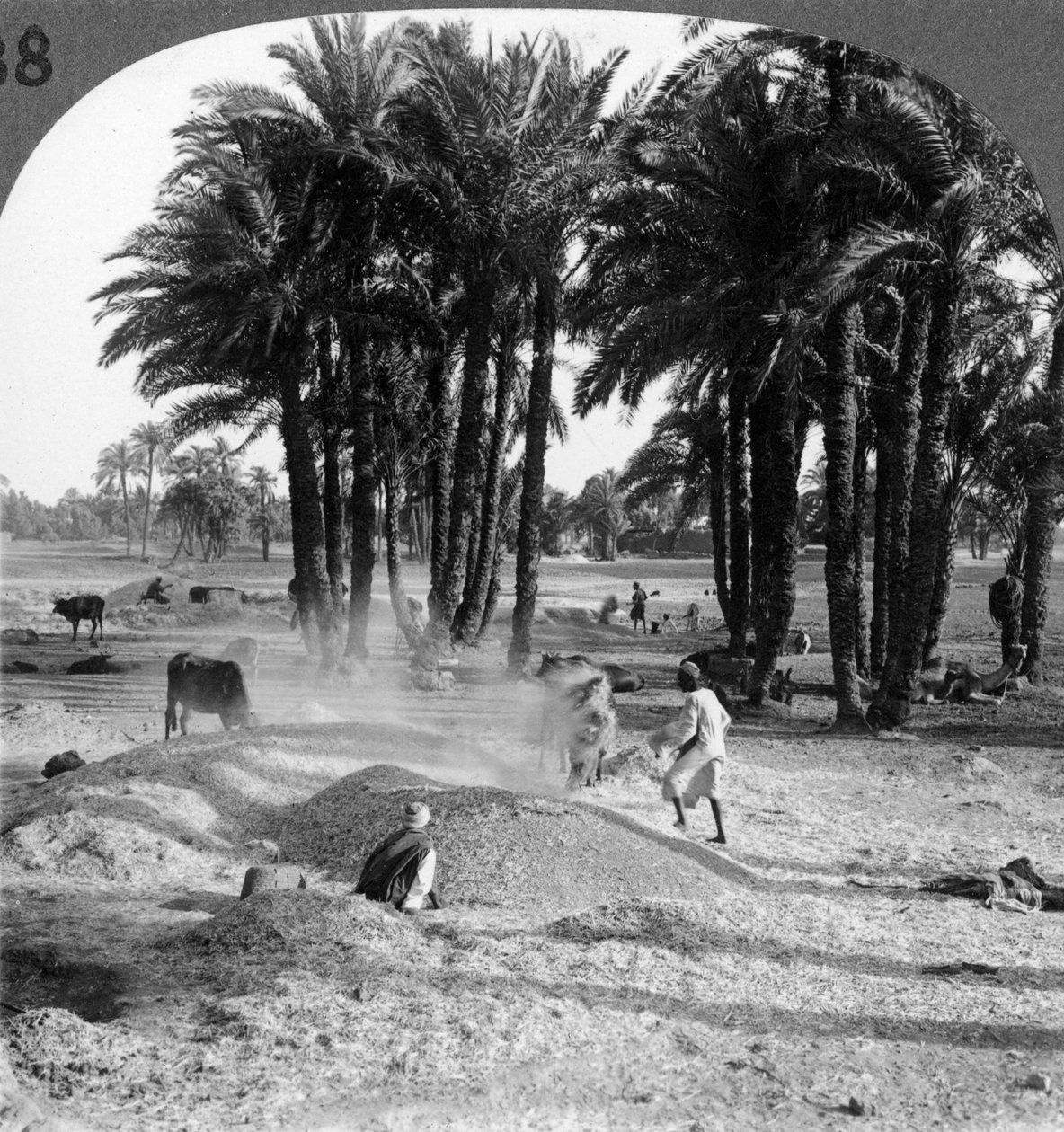 Boringen av kornet etter tresking, Egypt, 1905. av Underwood and Underwood