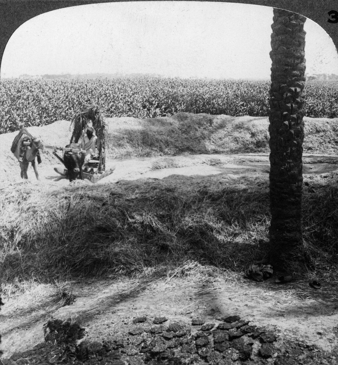Tresking i Egypt, 1905. av Underwood and Underwood