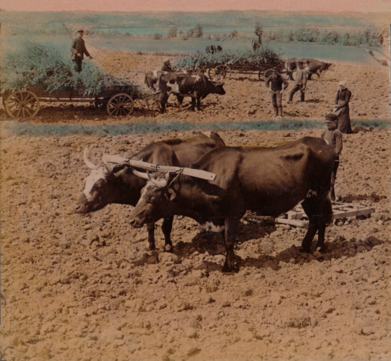 Sparsomme landfolk med storfe på jobb på en gård nær Jönköping, Sverige, 1905. Kunstnere: Elmer Underwood, Bert Elias Underwood. av Underwood and Underwood