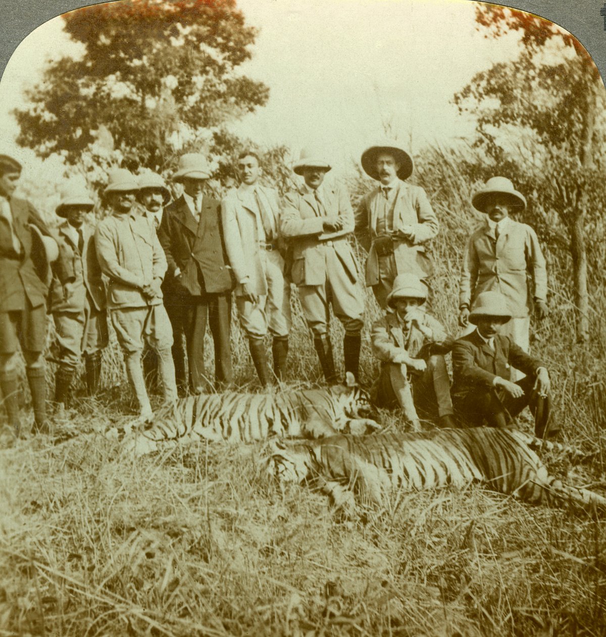 Tigerjakt, Cooch Behar, Vest-Bengal, India, ca 1900-tallet. av Underwood and Underwood