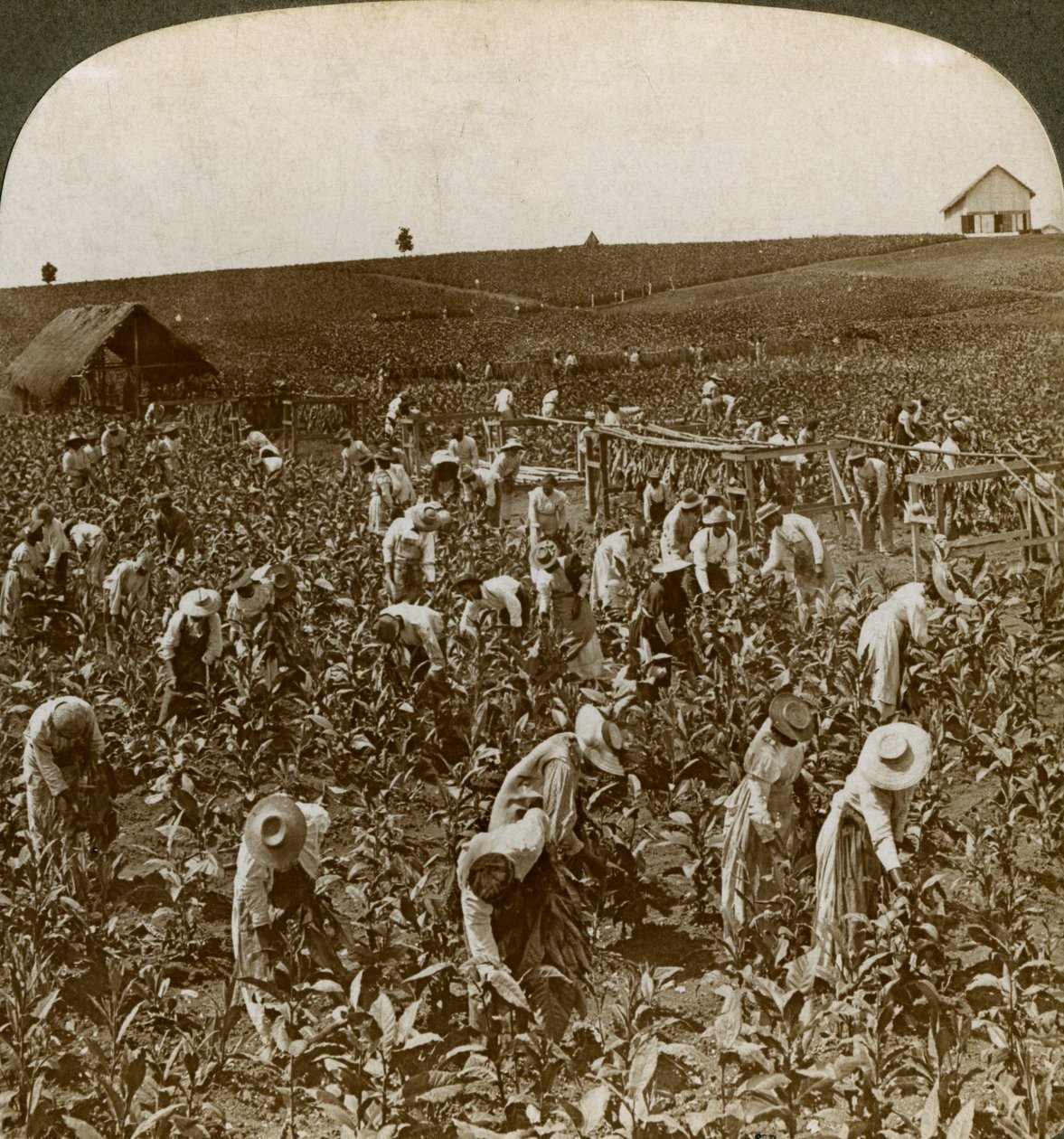 Tobakksåker, Montpeller, Jamaica, 1900. av Underwood and Underwood