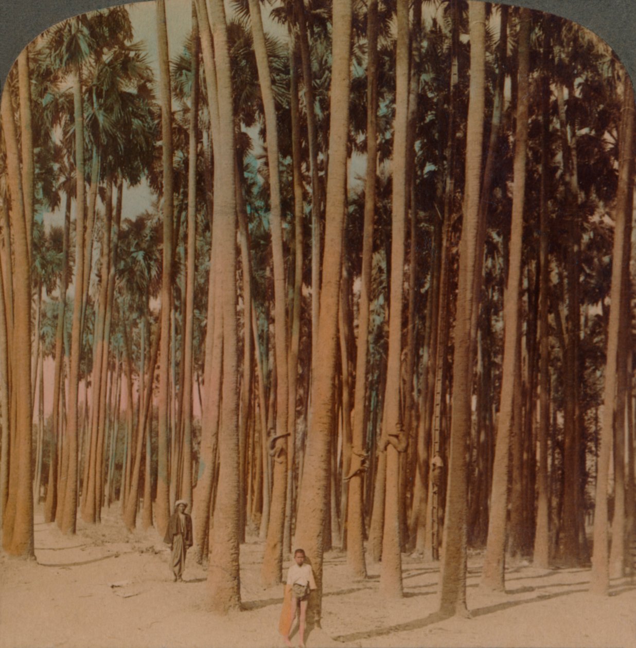 Toddy palmer 100 fot høye, Pagan, Burma, 1907. Kunstnere: Elmer Underwood, Bert Elias Underwood. av Underwood and Underwood