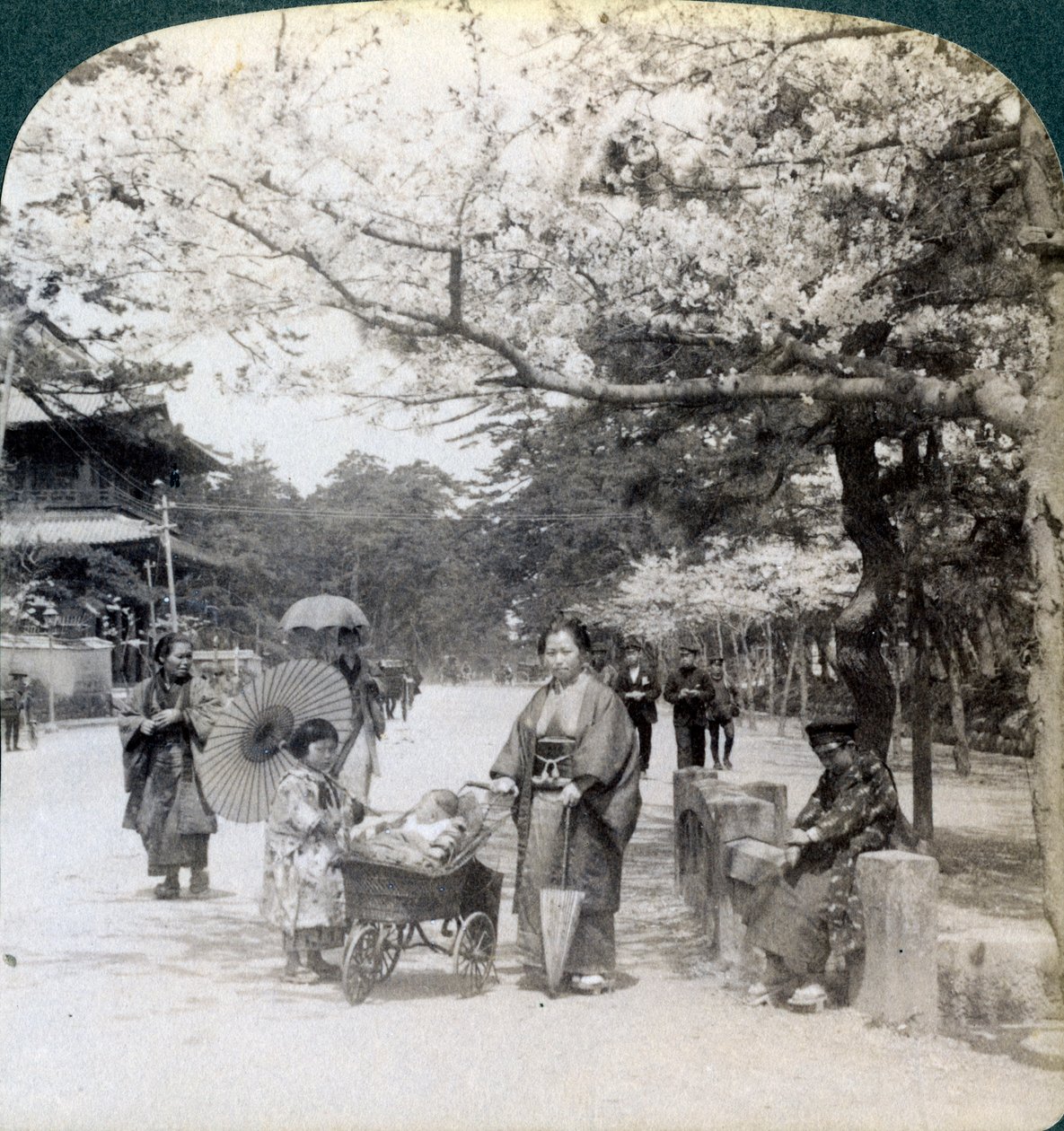 Under kirsebærblomstene, ser nordøstover langs hovedgaten til Shiba Park, Tokyo, Japan, 1904 av Underwood and Underwood