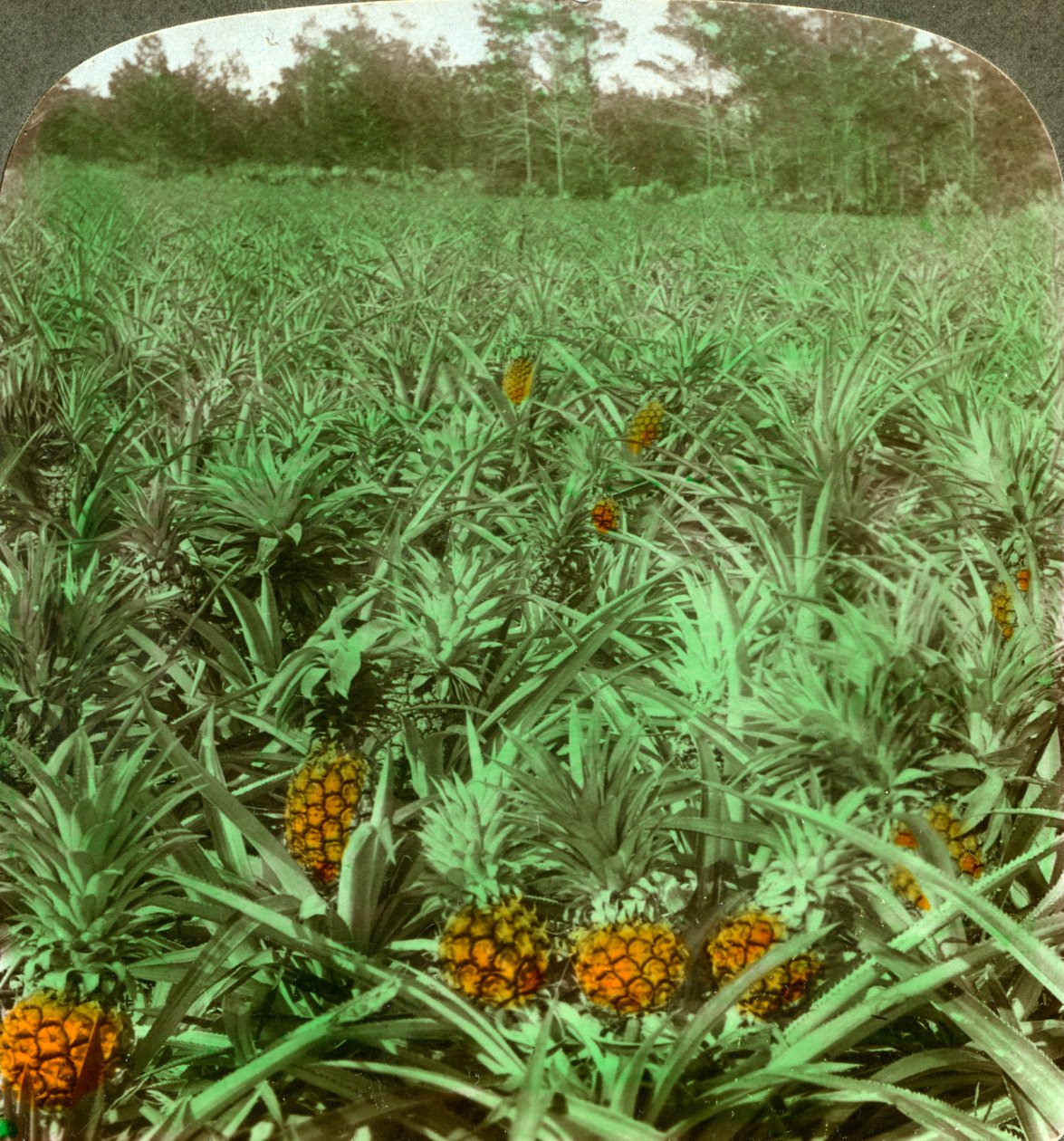 Der den saftige ananasen vokser, Florida, USA, 1896. av Underwood and Underwood