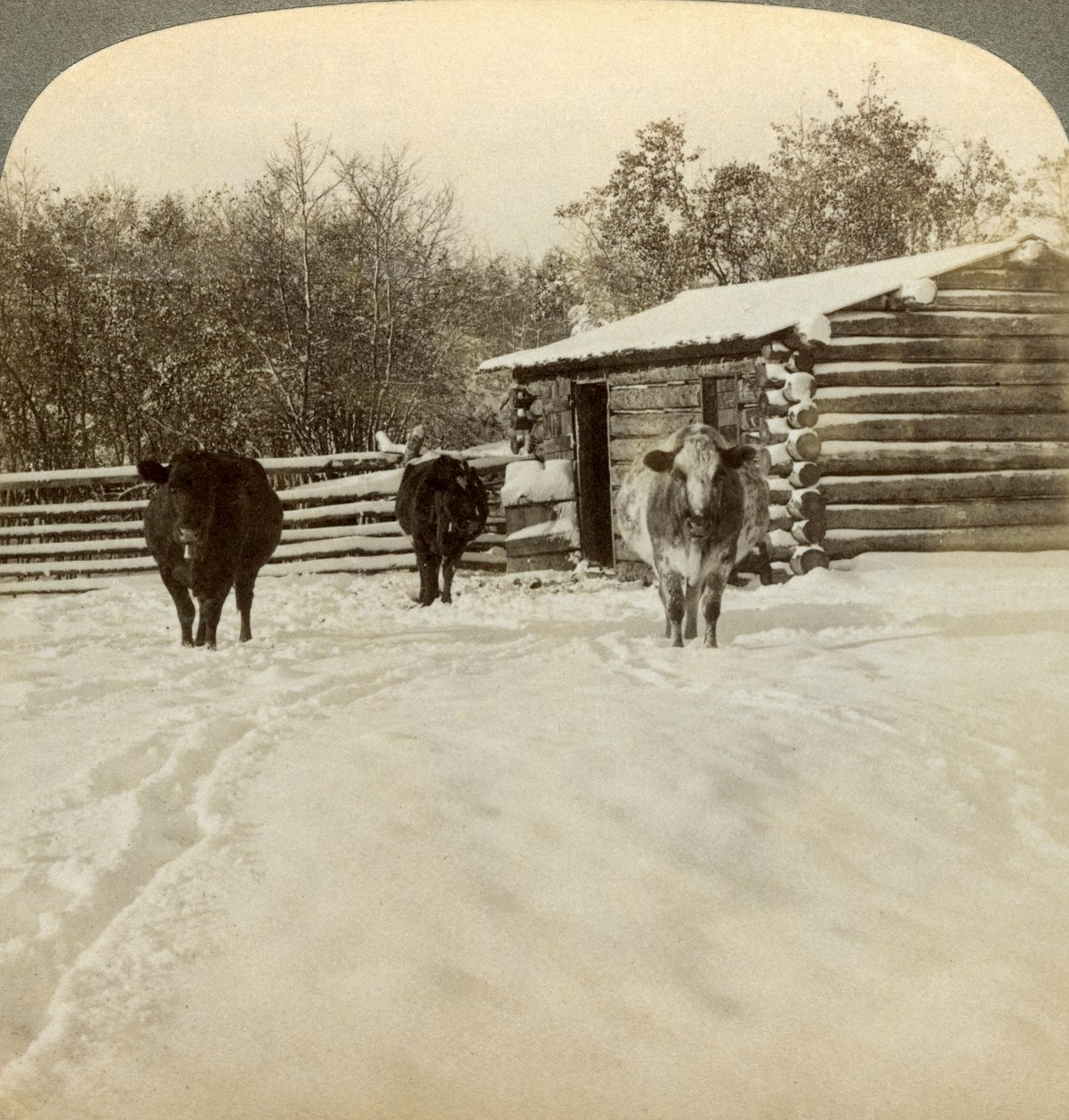 Vinter på en ranch, Montana, USA. av Underwood and Underwood