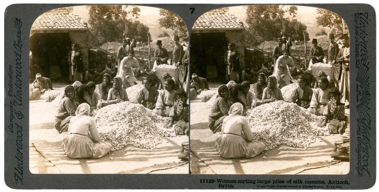 Kvinner sorterer store hauger med silkekokonger, Antiokia, Syria, 1900-tallet. av Underwood and Underwood